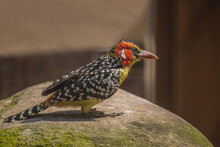Red-and-yellow Barbet Standing On Stone. Close- Up Portrait .(Trachyphonus Erythrocephalus)