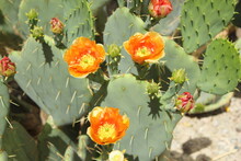 Cactus Found In The California And Arizona Deserts