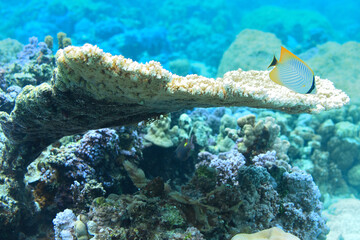 Wall Mural - poisson et coraux dans le lagon de moorea