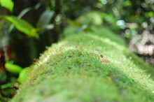 Green Moss In The Forest