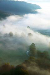 Wall Mural - Trees in fog mist valley sunrise Nature background sun sunset Nature background Nature landscape Nature background. pine spruce tree conifer Nature background morning Nature background misty foggy Nat