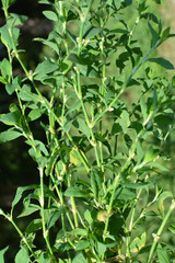 Poster - In spring, the green grass Polygonum aviculare grows