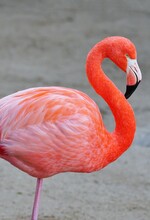 A Pink Flamingo Bird Standing On One Leg
