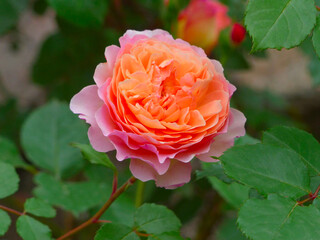 Sticker - pink rose in garden