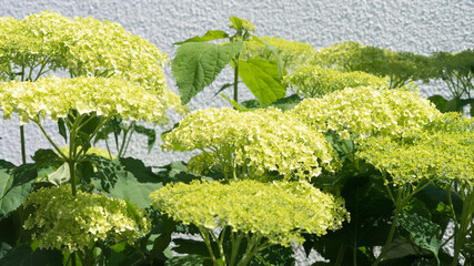 Wall Mural - Beautiful white hydrangea flower blossom in a romantic garden