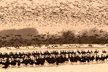 Sandhill Cranes (Grus Canadensis) Migrating North In The Spring;  Near Kearney, Nebraska