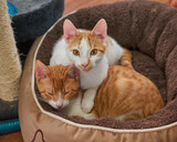 Fototapeta Koty - A closeup of adorable white and ginger cats cuddling on the pet bed