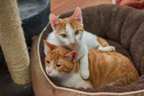Fototapeta Koty - A couple of white and ginger cats relaxing on the cat bed