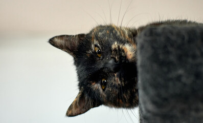 A fluffy muzzle of a playful Tortoiseshell cat