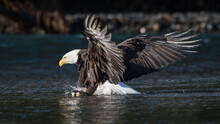 Adult Bald Eagle Landing On A Chum Salmon In The Nooksack River During Winter With Its Wings Extended In A Majestic Display