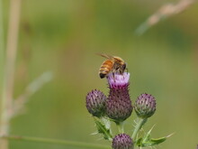 Honey Bee On Thistle