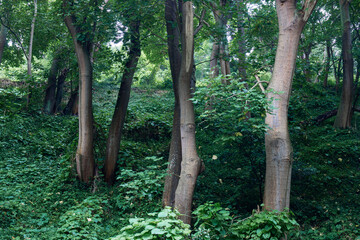 Wall Mural - tree trunk and green leaves in the forest.