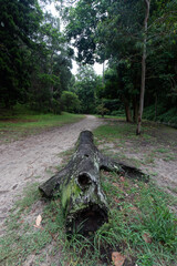 Wall Mural - a big tree log in the woodland trail.