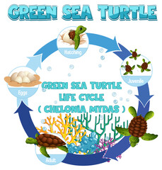 Sticker - Diagram showing life cycle of Turtle