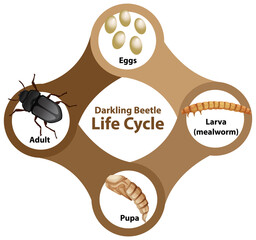 Canvas Print - Diagram showing life cycle of Darkling Beetle