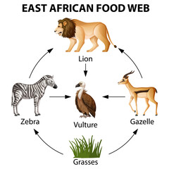 Wall Mural - East African food web infographic