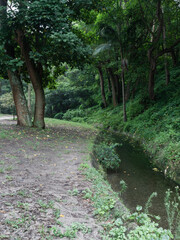 Wall Mural - small creek and greeneries around it.