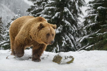 Wall Mural - close wild big brown bear in winter forest