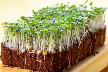 Wall Mural - Micro greens arugula sprouts close up.