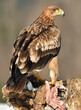 Joven aguila imperial en la nieve