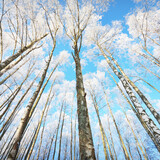 Fototapeta Sypialnia - Low angle view of the birch forest after a blizzard, tree trunks close-up. Hoar frost on branches. Clear blue sky. Warm sunlight. Latvia