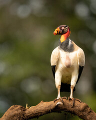Wall Mural - king vulture perched on a log with a green mottled background.