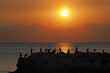 Cormorant silhuettes, sunset