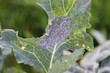 Cabbage aphid (Brevicoryne brassicae) infestation on leaf of oilseed rape . Cabbage aphids or cabbage aphis or mealy cabbage aphid .