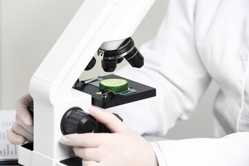 Wall Mural - scientist inspecting slice of cucumber with microscope in laboratory, closeup. poison detection