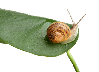 Wall Mural - Common garden snail on wet leaf against white background