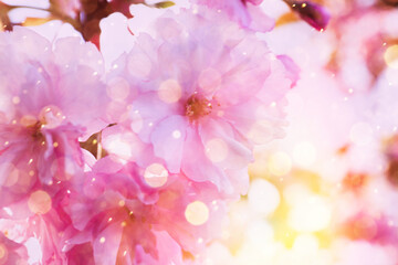 Blossoming sakura tree outdoors on spring day, closeup