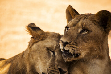 closeup shot of a lion and lioness