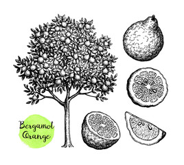 Canvas Print - ink sketch of bergamot orange