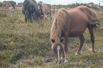 Wall Mural - Beautiful brown horse grazing in the field