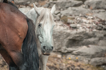 Poster - Beautiful white horse in the rocky mountain on a blurred background