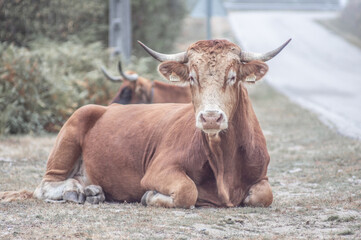 Canvas Print - Big brown cattle lying on grass near the road in a mountainous area