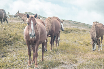 Wall Mural - Harras of beautiful horses walking and grazing in the field