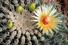 Top View Of The Blooming Echinocactus Gruson (lat.Echinocactus Grusonii). Close-up Of A Beautiful Yellow Flower With Pink Stamens And Three Small Buds.