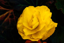 Close Up Of Yellow Begonia Against Dark Background