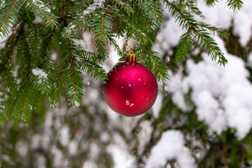 Red Christmas ball hangs on a snow-covered fir branch on a tree in the forest. Christmas and New Year