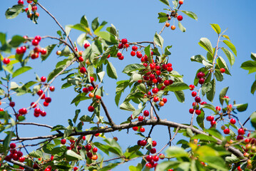 Wall Mural - Cherry on the branch grows, ripened red cherry