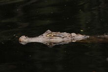 Grey Crocodile On Body Of Water