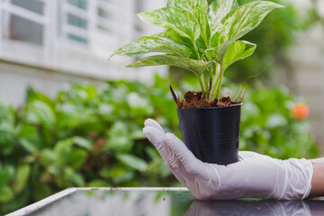 hand wear white glove hold spotted betel in small black pot