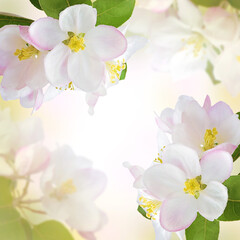 Wall Mural - Spring background with blooming cherry. Dawn in the garden. Cherry blossom in full bloom. Wide header image dimension.