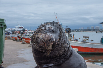 lobo marino posando para la cámara