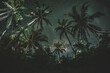 © Scopio - Green coconut tree under blue sky during night time