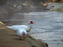Two Of White Ducks Red Mouth Walking On The River Bank