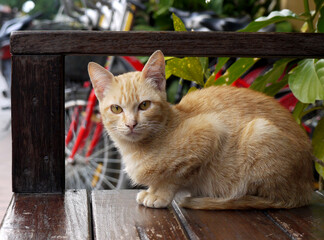 a brown cat sitting on the bench