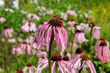 Pale purple coneflower (echinacea) in flower