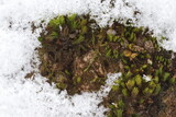 Fototapeta Łazienka - Green moss on a tree in winter in the forest.